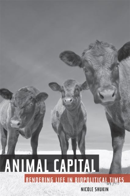 Animal Capital : Rendering Life in Biopolitical Times, Hardback Book