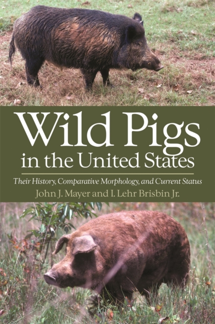Wild Pigs of the United States : Their History, Morphology, and Current Status, Paperback / softback Book