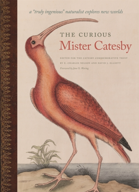 The Curious Mister Catesby : A ""Truly Ingenious"" Naturalist Explores New Worlds, Hardback Book