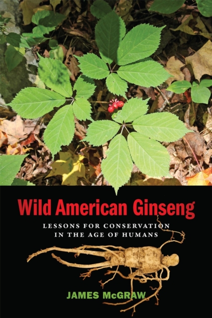 Wild American Ginseng : Lessons for Conservation in the Age of Humans, Paperback / softback Book
