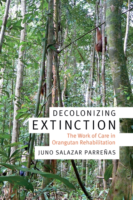 Decolonizing Extinction : The Work of Care in Orangutan Rehabilitation, PDF eBook