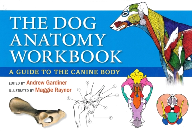 Dog Anatomy Workbook : A Guide to the Canine Body, Spiral bound Book