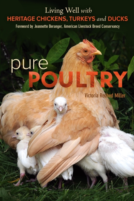 Pure Poultry : Living Well with Heritage Chickens, Turkeys and Ducks, Paperback / softback Book
