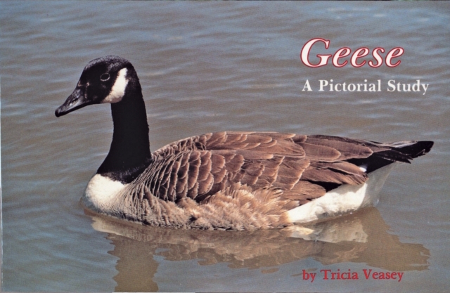 Geese : A Pictorial Study, Paperback / softback Book