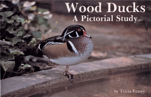 Wood Ducks : A Pictorial Study, Paperback / softback Book