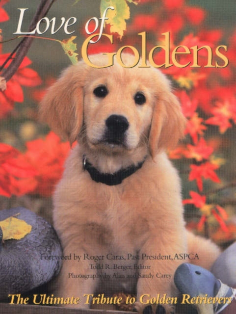 Love of Goldens : The Ultimate Tribute to Golden Retrievers, Paperback / softback Book