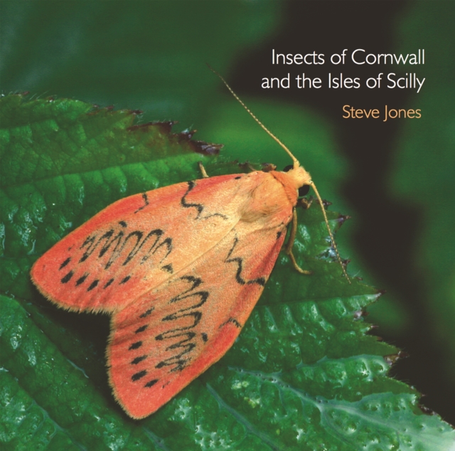 Insects of Cornwall and the Isles of Scilly, Paperback / softback Book
