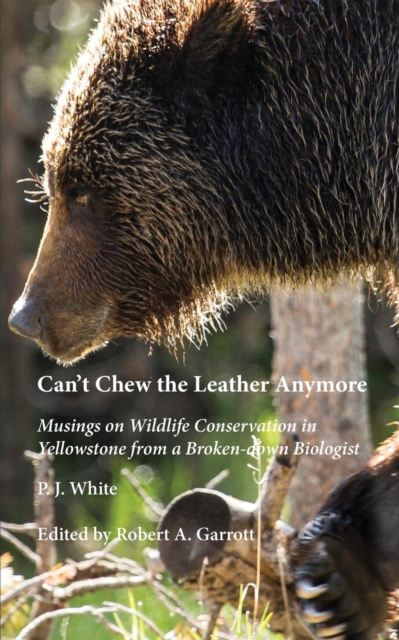 Can't Chew the Leather Anymore : Musings on Wildlife Conservation in Yellowstone from a Broken-Down Biologist, Paperback / softback Book