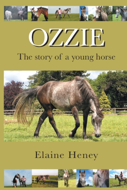 Ozzie : The Story of a Young Horse, Paperback Book