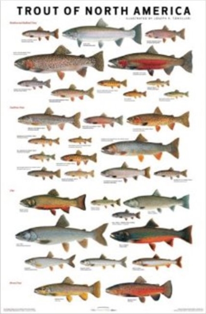 Trout of North America Poster, Poster Book