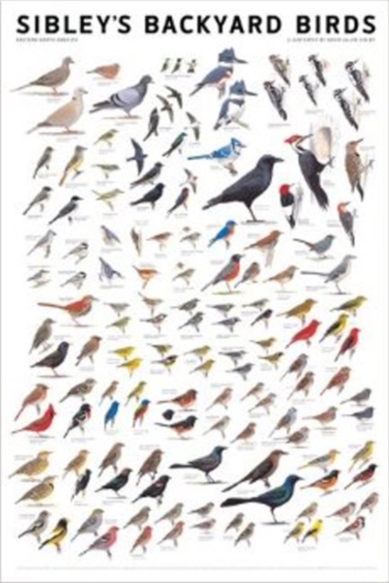 Sibley's Backyard Birds : Eastern North America, Poster Book