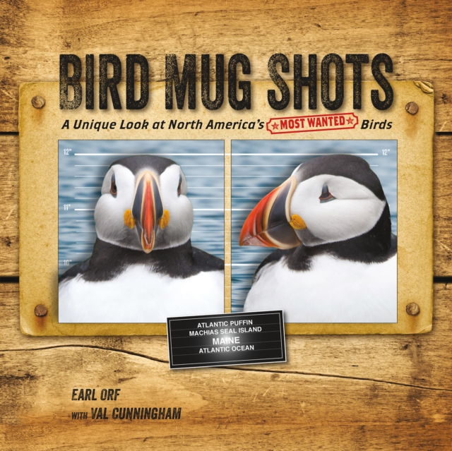 Bird Mug Shots : A Unique Look at North America's Most Wanted Birds, Paperback / softback Book