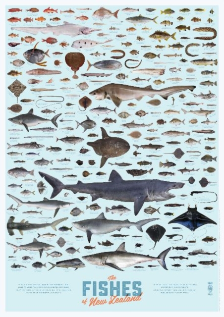 The Fishes of New Zealand poster (pack of 5), Poster Book