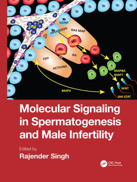 Molecular Signaling in Spermatogenesis and Male Infertility, Paperback / softback Book