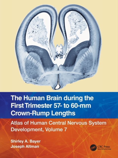 The Human Brain during the First Trimester 57- to 60-mm Crown-Rump Lengths : Atlas of Human Central Nervous System Development, Volume 7, Paperback / softback Book