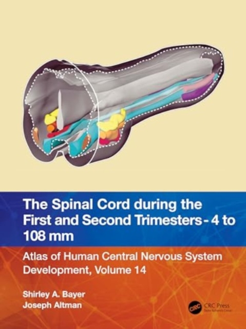 The Spinal Cord during the First and Early Second Trimesters 4- to 108-mm Crown-Rump Lengths : Atlas of Human Central Nervous System Development, Volume 14, Paperback / softback Book