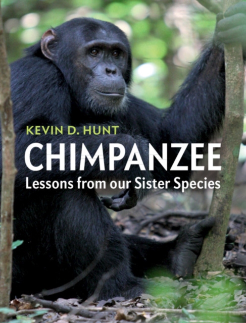 Chimpanzee : Lessons from our Sister Species, Paperback / softback Book