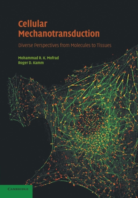Cellular Mechanotransduction : Diverse Perspectives from Molecules to Tissues, Paperback / softback Book