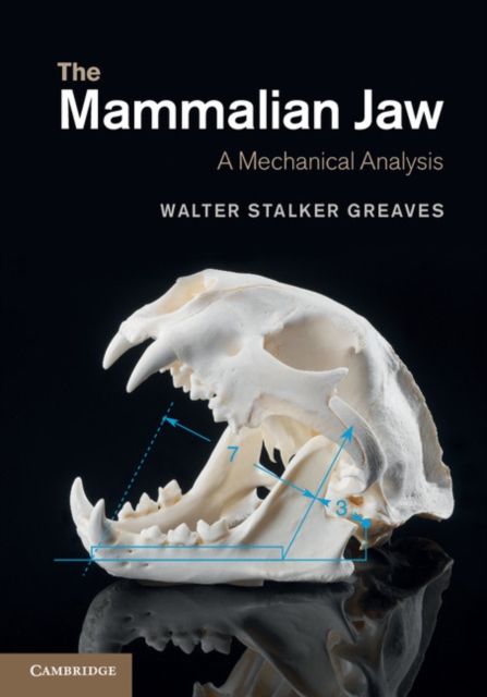 Mammalian Jaw : A Mechanical Analysis, PDF eBook