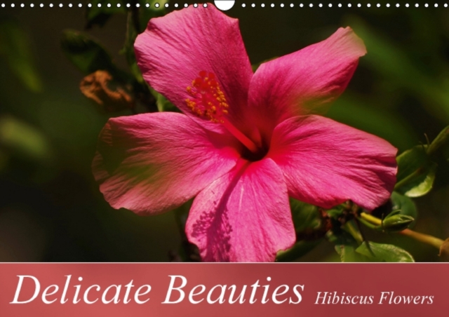 Delicate Beauties Hibiscus Flowers : Delicate Hibiscus Flowers in Beautiful Varieties and Colors, Calendar Book