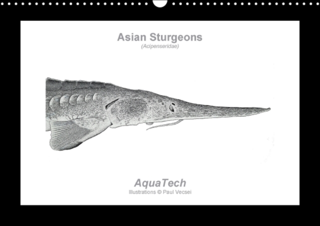 Asian Sturgeons (Acipenseridae): Fish as Art : The Diversity of Sturgeons in 13 Scientific Illustrations, Calendar Book