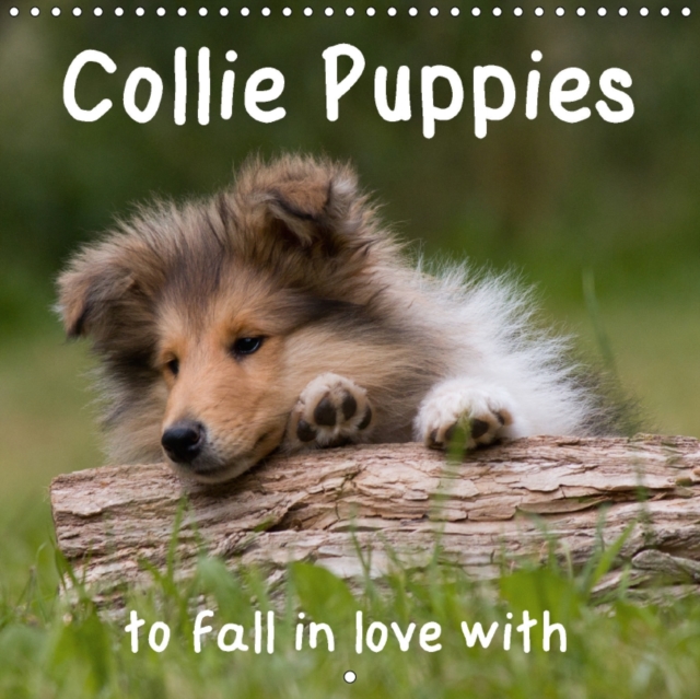 Collie Puppies to Fall in Love with 2017 : Wonderful Collie Puppies in All Three Colours, Calendar Book