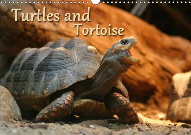 Turtles and Tortoise / UK-Version 2018 : Beautiful Photos of Turtles on Land and Water, Calendar Book