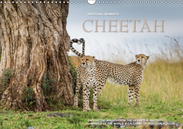 Emotional Moments: Cheetah UK Version 2019 : The fastest mammal in the world in breathtaking images by Ingo Gerlach GDT. More at www.tierphoto.de, Calendar Book