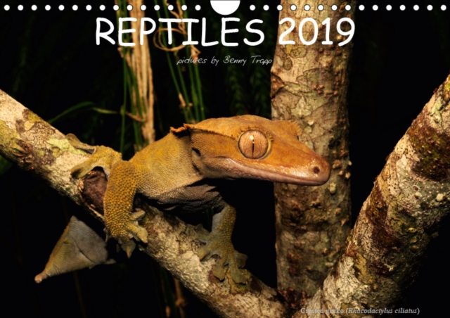 REPTILES / UK-Version 2019 : Reptiles of the world, Calendar Book