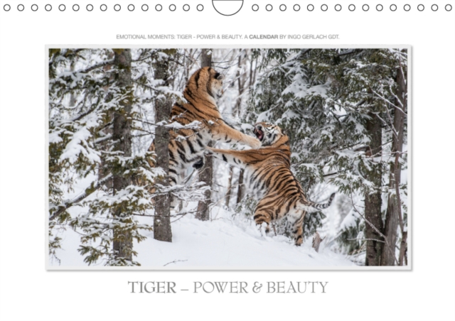 Emotional Moments: Tiger - Power & Beauty / UK-Version 2019 : Ingo Gerlach GDT has compiled the best images from the Tigers for this calendar., Calendar Book