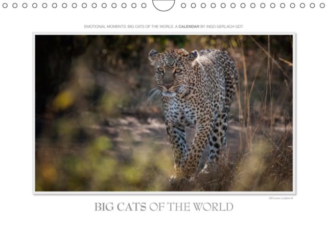Emotional Moments: Big Cats of the World / UK-Version 2019 : Whether Tiger, Leopard or Lion - the big wild cats of the world are extremely popular motifs. Ingo Gerlach GDT has selected the most beauti, Calendar Book