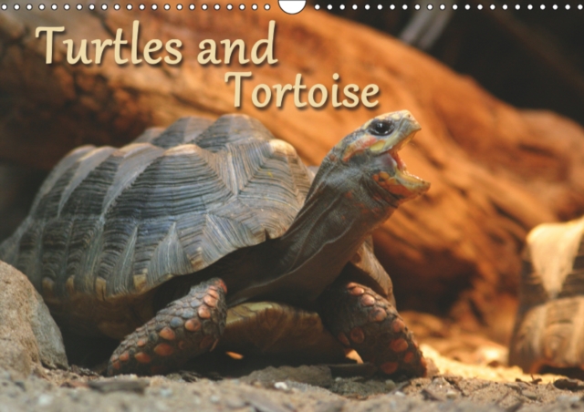 Turtles and Tortoise / UK-Version 2019 : Beautiful Photos of turtles on land and water, Calendar Book