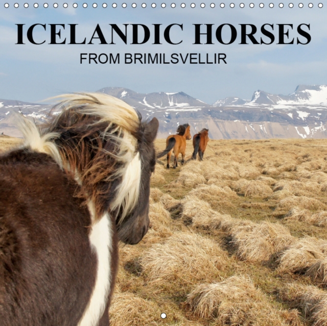 ICELANDIC HORSES from BRIMILSVELLIR 2019 : ICELANDIC HORSES, Calendar Book