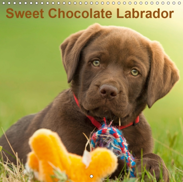 Sweet Chocolate Labrador 2019 : Chocolate labrador puppy 9 weeks old, Calendar Book