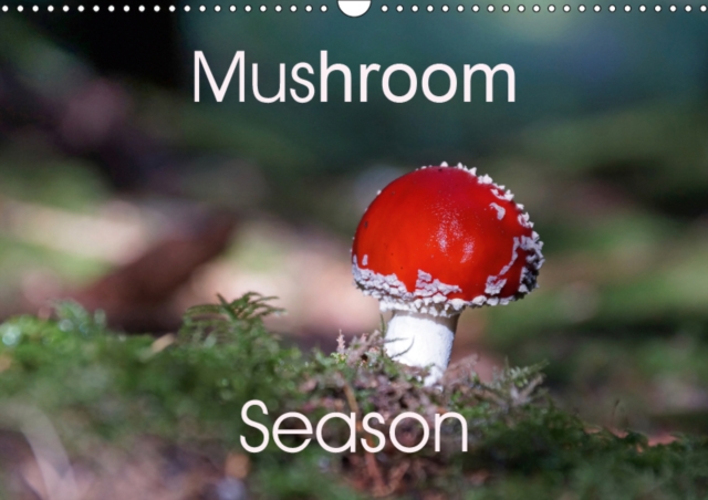 Mushroom Season 2019 : A small collection of mushrooms, found in German forests. They all look nice, the edible ones as well as the poisonous species., Calendar Book