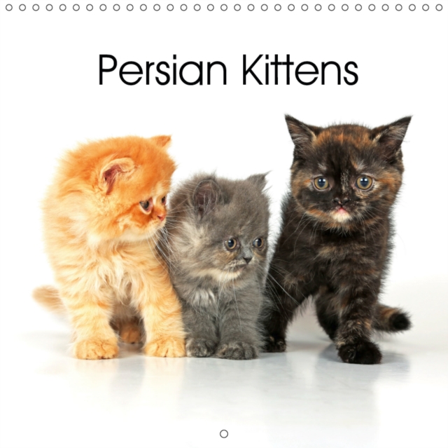 Persian Kittens 2019 : Seven beautiful Persian kittens having fun, Calendar Book