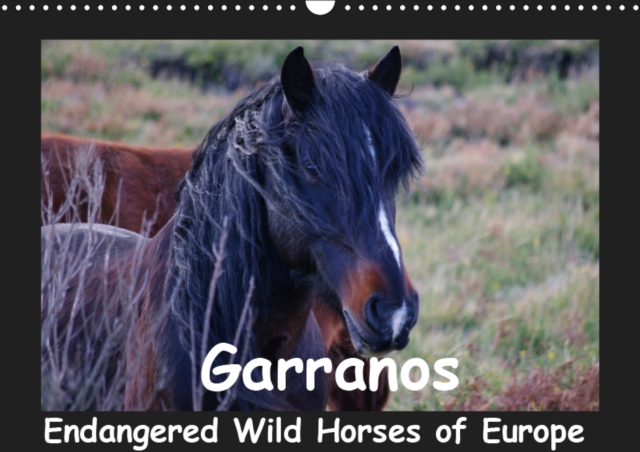 Garranos - Endangered Wild Horses of Europe 2019 : Wild Horses of Portugal - Sabine Bengtsson - www.perlenfaenger.com Nature trips & Conseravation, Calendar Book