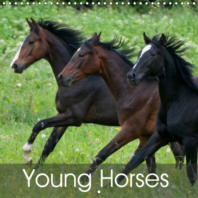 Young Horses 2019 : Joyful foals and stunning yearlings, Calendar Book