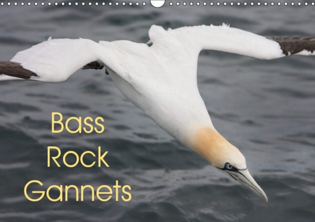 Bass Rock Gannets 2019 : A collection of images from Bass Rock, Scotland, home to the largest offshore Northern Gannet colony in the world., Calendar Book