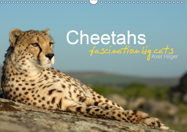 Cheetahs fascinating big cats 2019 : Cheetahs are amongst the most fascinating wild cats, but unfortunately the fast hunters are threatened of extinction., Calendar Book