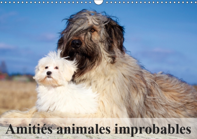 Amities animales improbables 2019 : Merveilleuses amities du monde animal, Calendar Book
