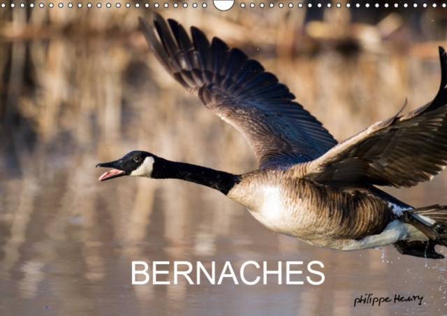 BERNACHES 2019 : Les quatre saisons de la Bernache du Canada, Calendar Book