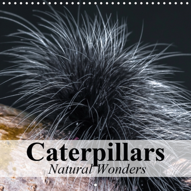 Caterpillars Natural Wonders 2019 : Ingenious masters of transformation, Calendar Book