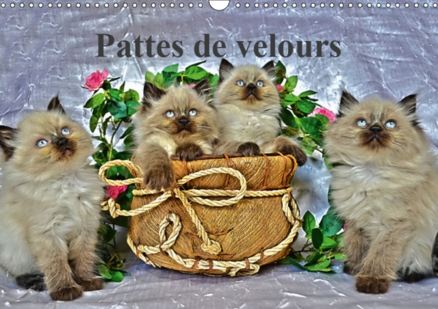 Pattes de velours 2019 : Seance photos de chatons, Calendar Book