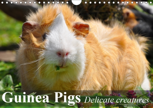Guinea Pigs Delicate creatures 2019 : Guinea Pigs are sociable and inquisitive animals, Calendar Book