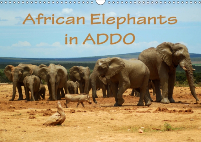 African Elephants in ADDO 2019 : Beautiful photographs of wild elephants in the Addo National Elephant Park/South Africa., Calendar Book
