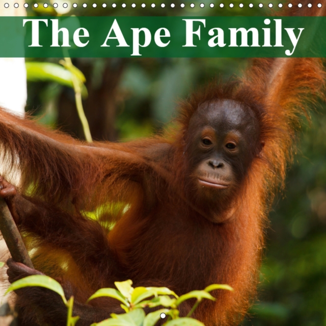 The Ape Family 2019 : Our close relatives from the jungle, Calendar Book