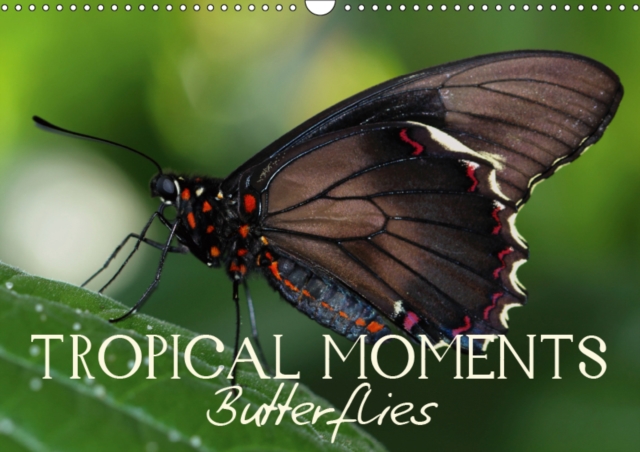 Tropical Moments Butterflies 2019 : Creative macro photography of nature, Calendar Book