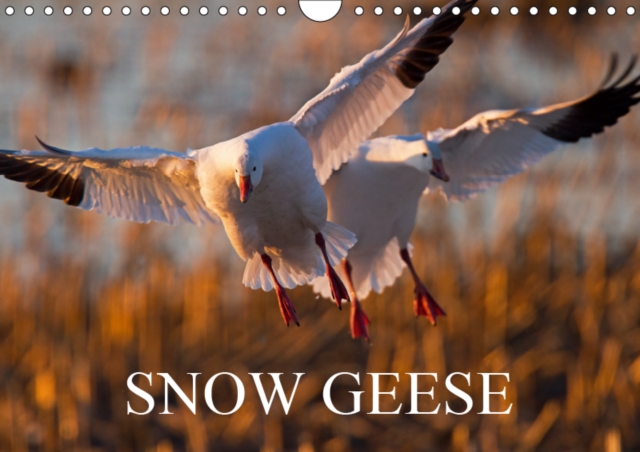 SNOW GEESE 2019 : 14 photos of an emblematic bird of Northern Canada., Calendar Book