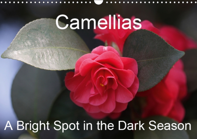 Camellias A Bright Spot in the Dark Season 2019 : Extraordinary flowers in winter, Calendar Book